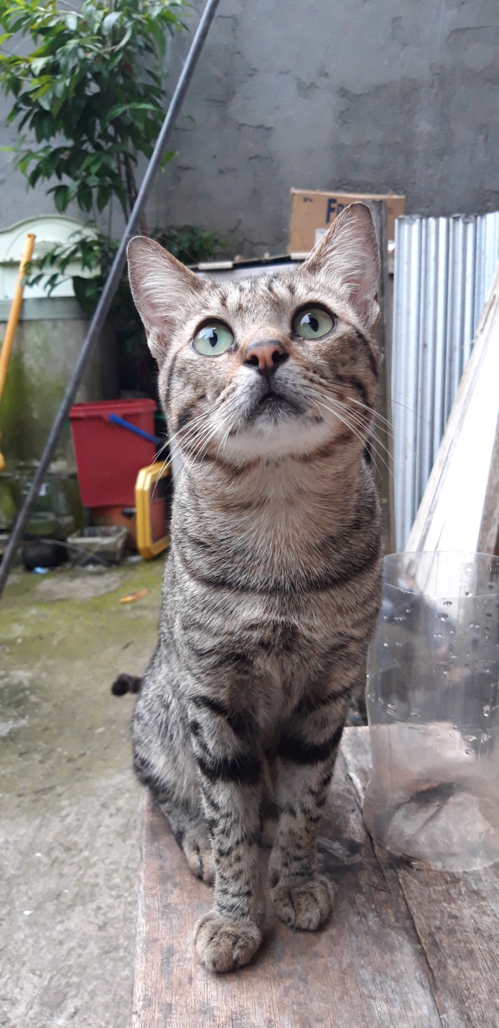 Picture of my cat